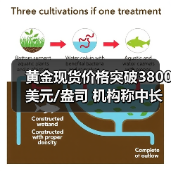 黄金现货价格突破3800美元/盎司 机构称中长期仍有上涨空间
